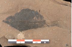 Foto (Detailsansicht) von Quercus palaeoilex Ettingshausen (NHMW-GEO-2024-0188-0937)